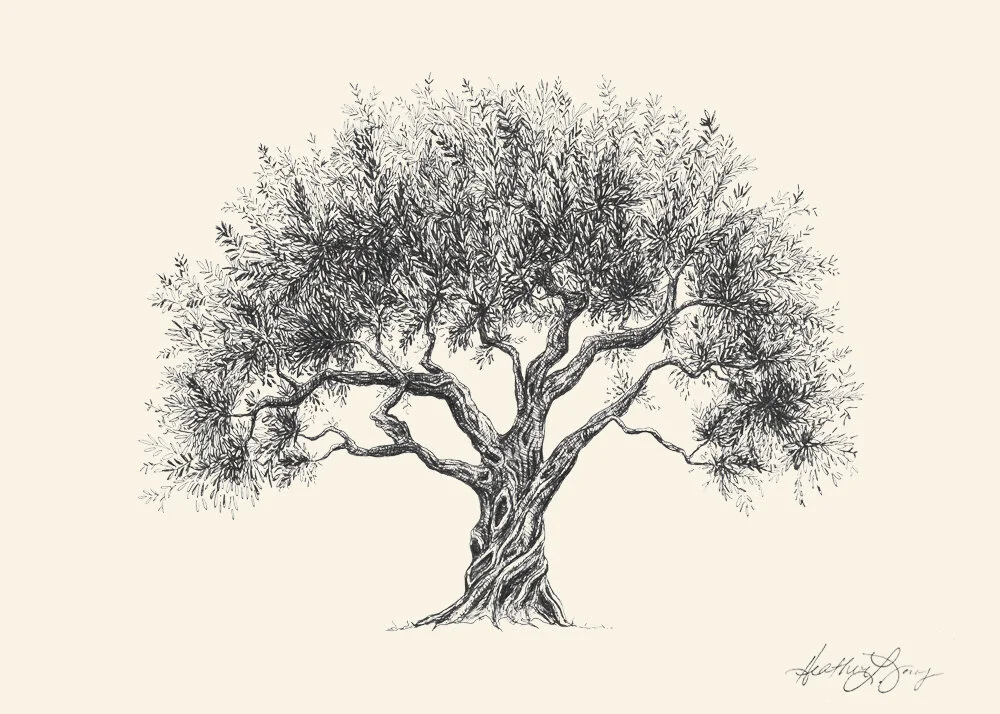 Olive Tree Pen and Ink Drawing - Fine Art Print by Heather L